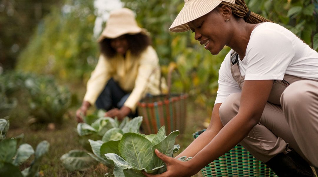 From Farm to Fork: Solving Africa’s Food Safety Puzzle