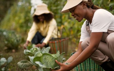 From Farm to Fork: Solving Africa’s Food Safety Puzzle